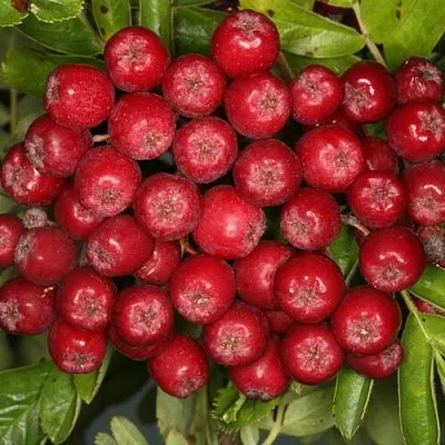 Рябина РУБИНОВАЯ сладкоплодная  Рябина РУБИНОВАЯ сладкоплодная в Грозном