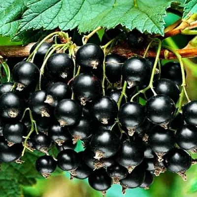 Смородина черная АТЛАНТ  Смородина черная АТЛАНТ в Грозном