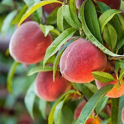 Персик РЭД ХЕВЕН  Персик РЭД ХЕВЕН в Грозном