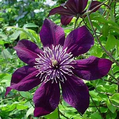 Клематис ПАНТЕР  Клематис ПАНТЕР в Грозном