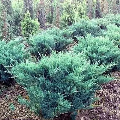 Можжевельник БЛЮ ДАНУБ казацкий  Можжевельник БЛЮ ДАНУБ казацкий в Грозном