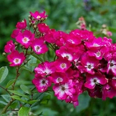 Саженцы роз МАРДЖОРИ ФЕЙР полиантовая  Саженцы роз МАРДЖОРИ ФЕЙР полиантовая в Грозном