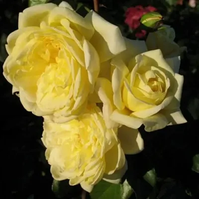 Саженцы роз КАЗИНО плетистая  Саженцы роз КАЗИНО плетистая в Грозном