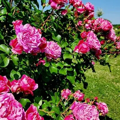 Саженцы роз ИНЕС САСТР плетистая  Саженцы роз ИНЕС САСТР плетистая в Грозном