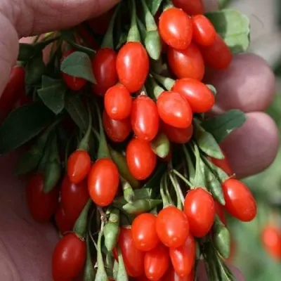 Годжи КОРЕАН БИГ — описание сорта Годжи КОРЕАН БИГ в Грозном