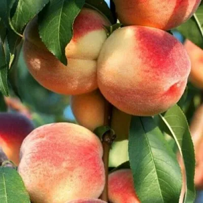 Персик ЛОЙКО 2  Персик ЛОЙКО 2 в Грозном