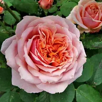 Саженцы роз ПОЛЬ БОКЮЗ шраб  Саженцы роз ПОЛЬ БОКЮЗ шраб в Грозном