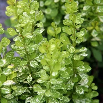 Барбарис ПАУ ВАУ тунберга в Грозном