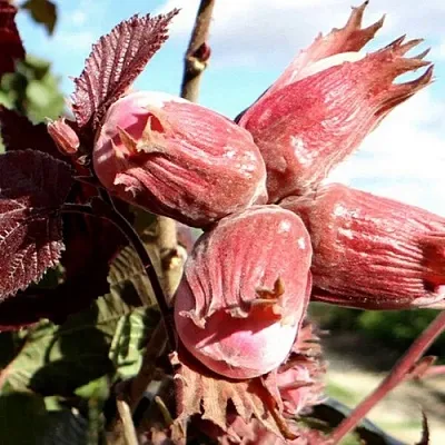 Фундук АЛЫЙ ПАРУС  Фундук АЛЫЙ ПАРУС в Грозном