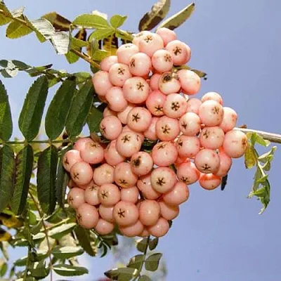 Рябина ПИНК ВЕЙЛ  Рябина ПИНК ВЕЙЛ в Грозном