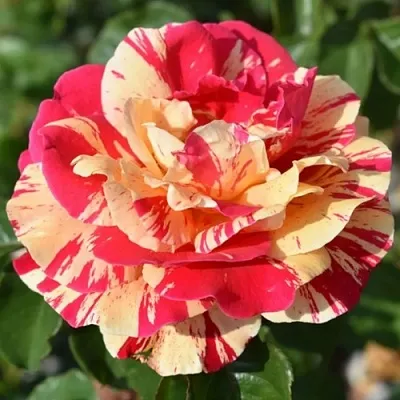 Саженцы роз ВАНИЛЛА ФРАЙЗ плетистая  Саженцы роз ВАНИЛЛА ФРАЙЗ плетистая в Грозном