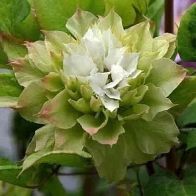 Клематис СЕН-НО-КЕЙЗ  Клематис СЕН-НО-КЕЙЗ в Грозном