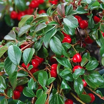 Кизильник Даммера  Кизильник Даммера в Грозном