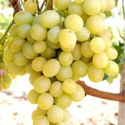 Виноград ТАЛИСМАН в Грозном