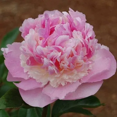 Пион ЭНДЖЕЛ ЧИКС травянистый  Пион ЭНДЖЕЛ ЧИКС травянистый в Грозном