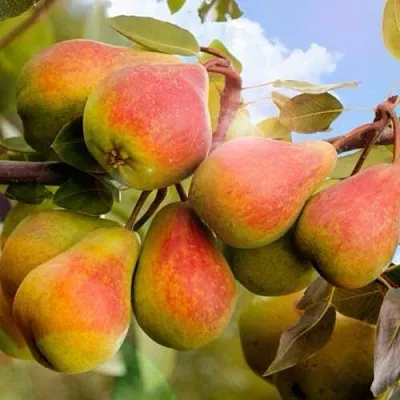 Груша ЗАБАВА  Груша ЗАБАВА в Грозном