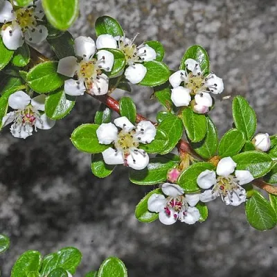 Кизильник ТАНГСТЕДТ горизонтальный   Кизильник ТАНГСТЕДТ горизонтальный  в Грозном