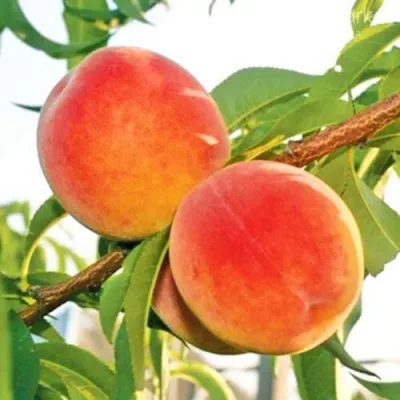 Персик ОНТАРИО — описание сорта Персик ОНТАРИО в Грозном