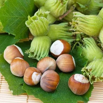 Фундук КРЕПКИЙ ОРЕШЕК  Фундук КРЕПКИЙ ОРЕШЕК в Грозном