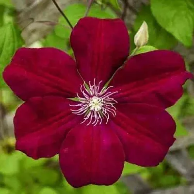 Клематис РУЖ КАРДИНАЛ  Клематис РУЖ КАРДИНАЛ в Грозном