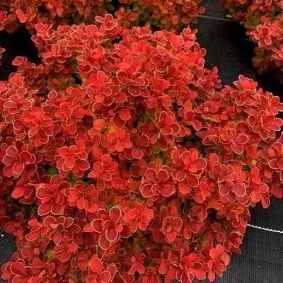 Барбарис РЕД ХОТ ЧИЛИ тунберга в Грозном