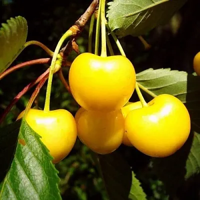 Черешня ЖУРБА в Грозном