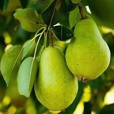 Груша СЕВЕРЯНКА колонновидная  Груша СЕВЕРЯНКА колонновидная в Грозном