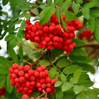 Рябина ОБЫКНОВЕННАЯ  Рябина ОБЫКНОВЕННАЯ в Грозном