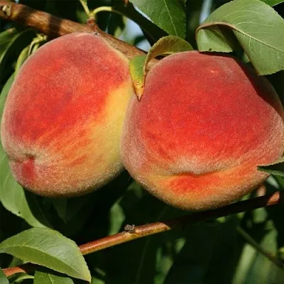 Персик МАРИЯ  Персик МАРИЯ в Грозном