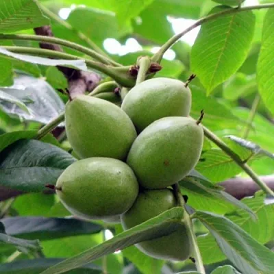 Орех маньчжурский МИЧУРИНЕЦ  Орех маньчжурский МИЧУРИНЕЦ в Грозном