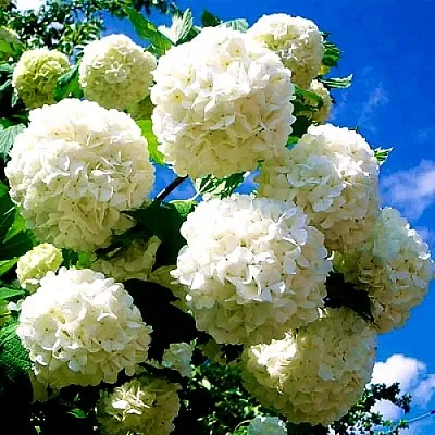 Калина БУЛЬДЕНЕЖ  Калина БУЛЬДЕНЕЖ в Грозном