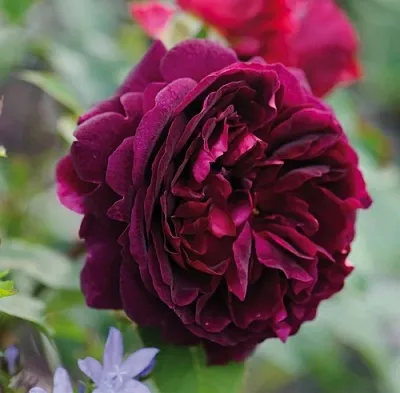 Саженцы роз МАНСТЕД ВУД английская  Саженцы роз МАНСТЕД ВУД английская в Грозном