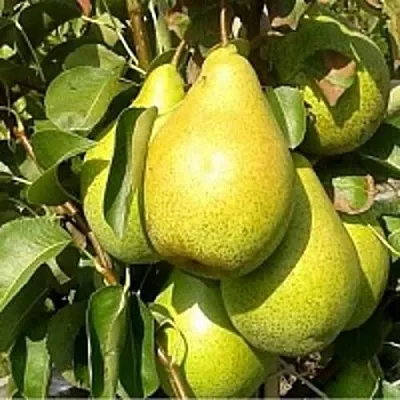 Груша ПАТЕН (ГЛУБОКСКАЯ)  Груша ПАТЕН (ГЛУБОКСКАЯ) в Грозном