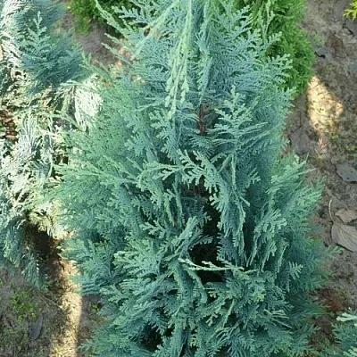 Кипарисовик КОЛУМНАРИС лавсона  Кипарисовик КОЛУМНАРИС лавсона в Грозном