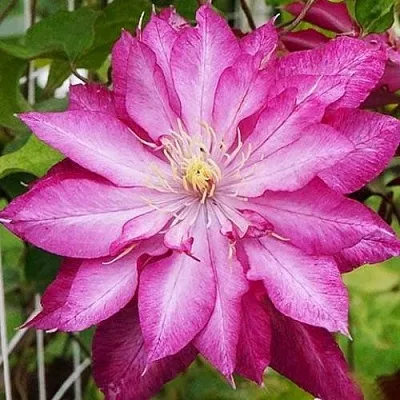 Клематис КАЕН  Клематис КАЕН в Грозном