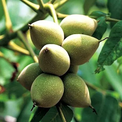 Орех МАНЬЧЖУРСКИЙ  Орех МАНЬЧЖУРСКИЙ в Грозном