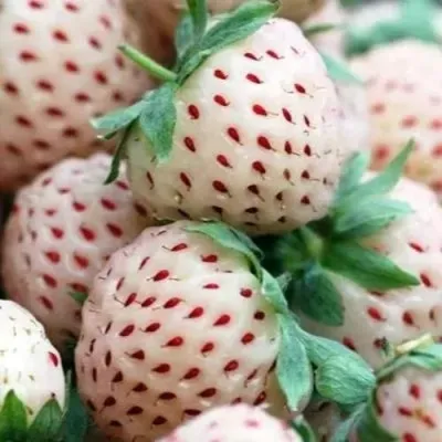 Клубника АНАНАСА ремонтантная — описание сорта Клубника АНАНАСА ремонтантная в Грозном