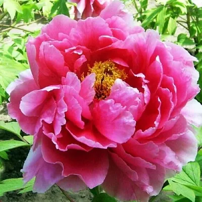 Пион ВОСХОД СОЛНЦА древовидный  Пион ВОСХОД СОЛНЦА древовидный в Грозном