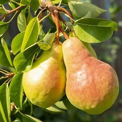 Летние сорта  Летние сорта в Грозном