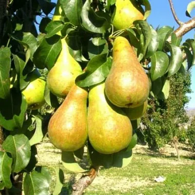 Груша Г-9 колонновидная  Груша Г-9 колонновидная в Грозном