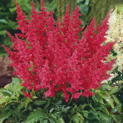 Астильба МОНТГОМЕРИ японская — описание сорта Астильба МОНТГОМЕРИ японская в Грозном