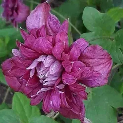Клематис ПУРПУРЕА ПЛЕНА ЭЛЕГАНС  Клематис ПУРПУРЕА ПЛЕНА ЭЛЕГАНС в Грозном