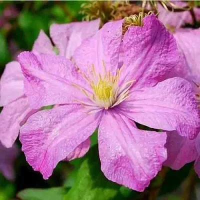 Клематис КОМТЕСС ДЕ БУШО  Клематис КОМТЕСС ДЕ БУШО в Грозном