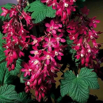 Смородина кроваво-красная  Смородина кроваво-красная в Грозном