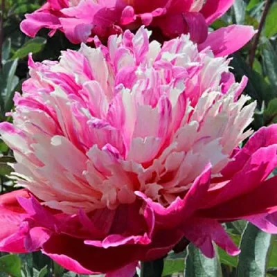 Пион ДЕЙДРИМ травянистый  Пион ДЕЙДРИМ травянистый в Грозном