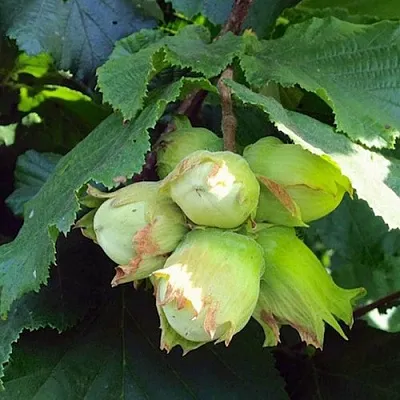 Фундук ТАМБОВСКИЙ РАННИЙ  Фундук ТАМБОВСКИЙ РАННИЙ в Грозном