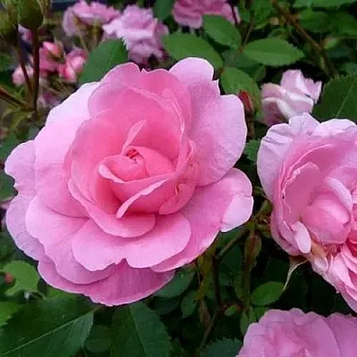 Саженцы роз ДЖОН ДЭВИС плетистая  Саженцы роз ДЖОН ДЭВИС плетистая в Грозном