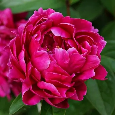 Пион ЛУИ ВАН-ГУТТ травянистый  Пион ЛУИ ВАН-ГУТТ травянистый в Грозном