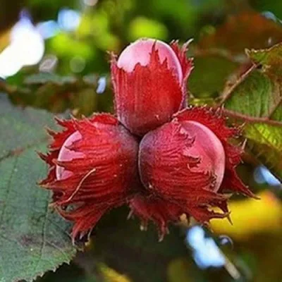 Фундук КРАСНЫЙ ЯНТАРЬ в Грозном