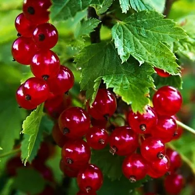 Смородина красная РОЛАН  Смородина красная РОЛАН в Грозном